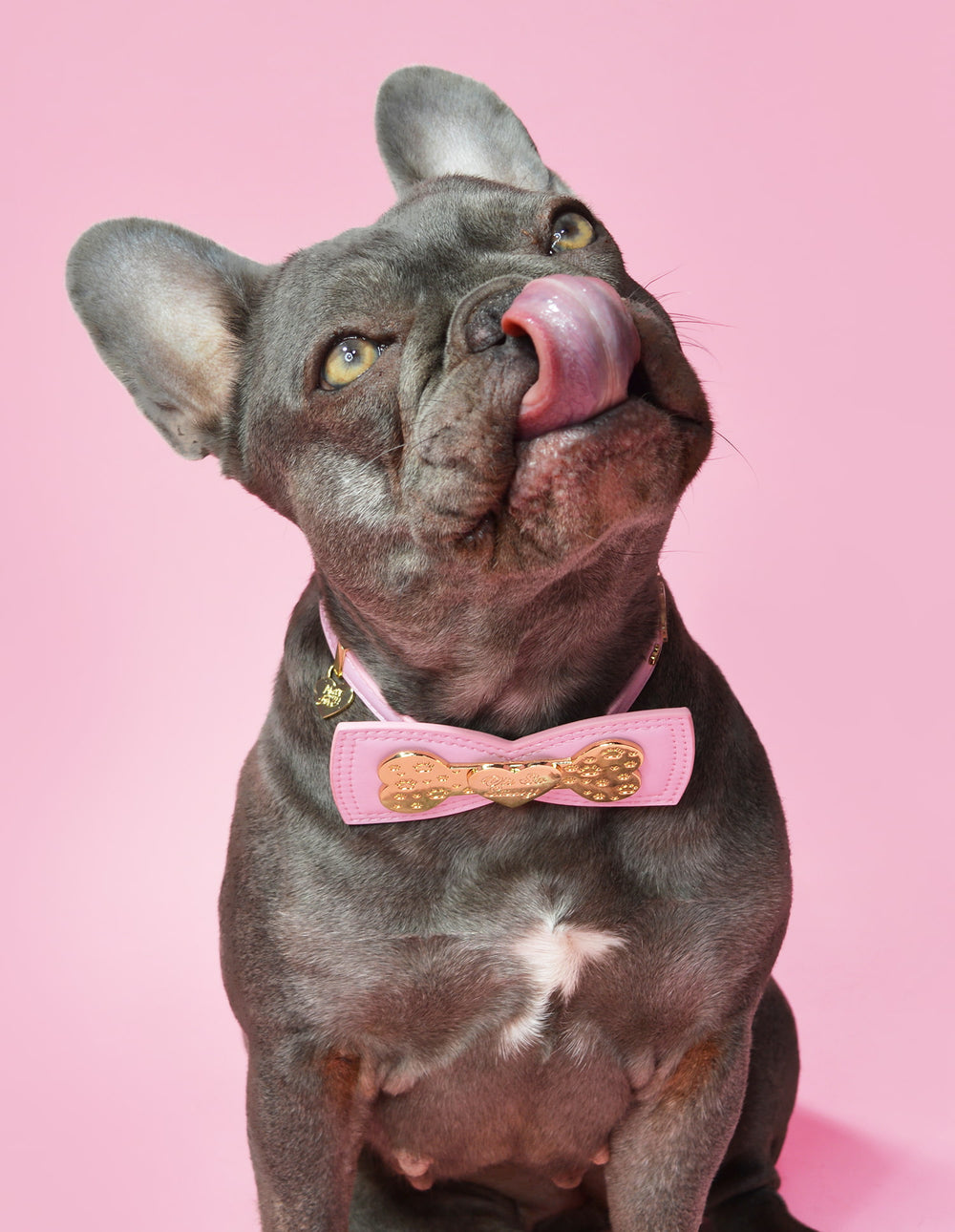 Dog Collar